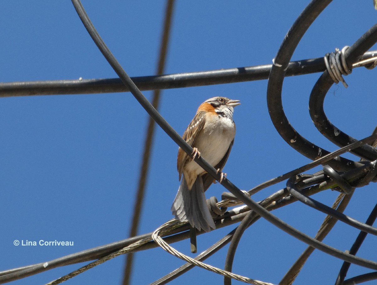 Rufous-collared Sparrow - ML215195541