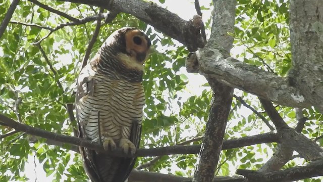 Spotted Wood-Owl - ML215195801