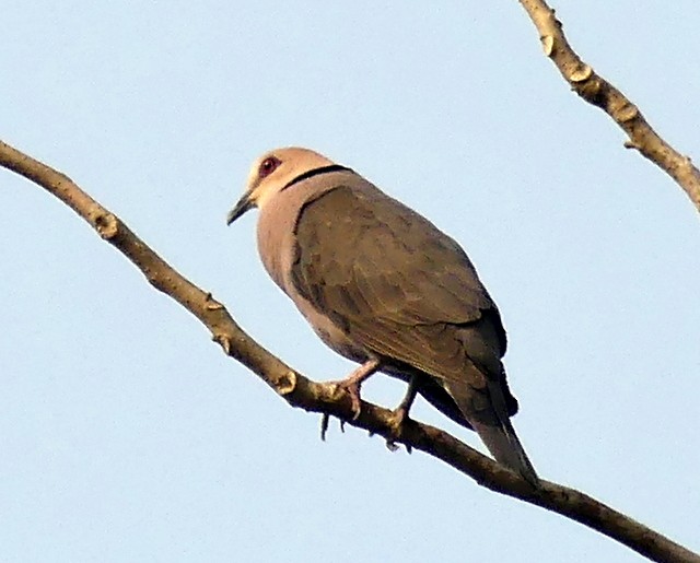 Red-eyed Dove - ML215196071
