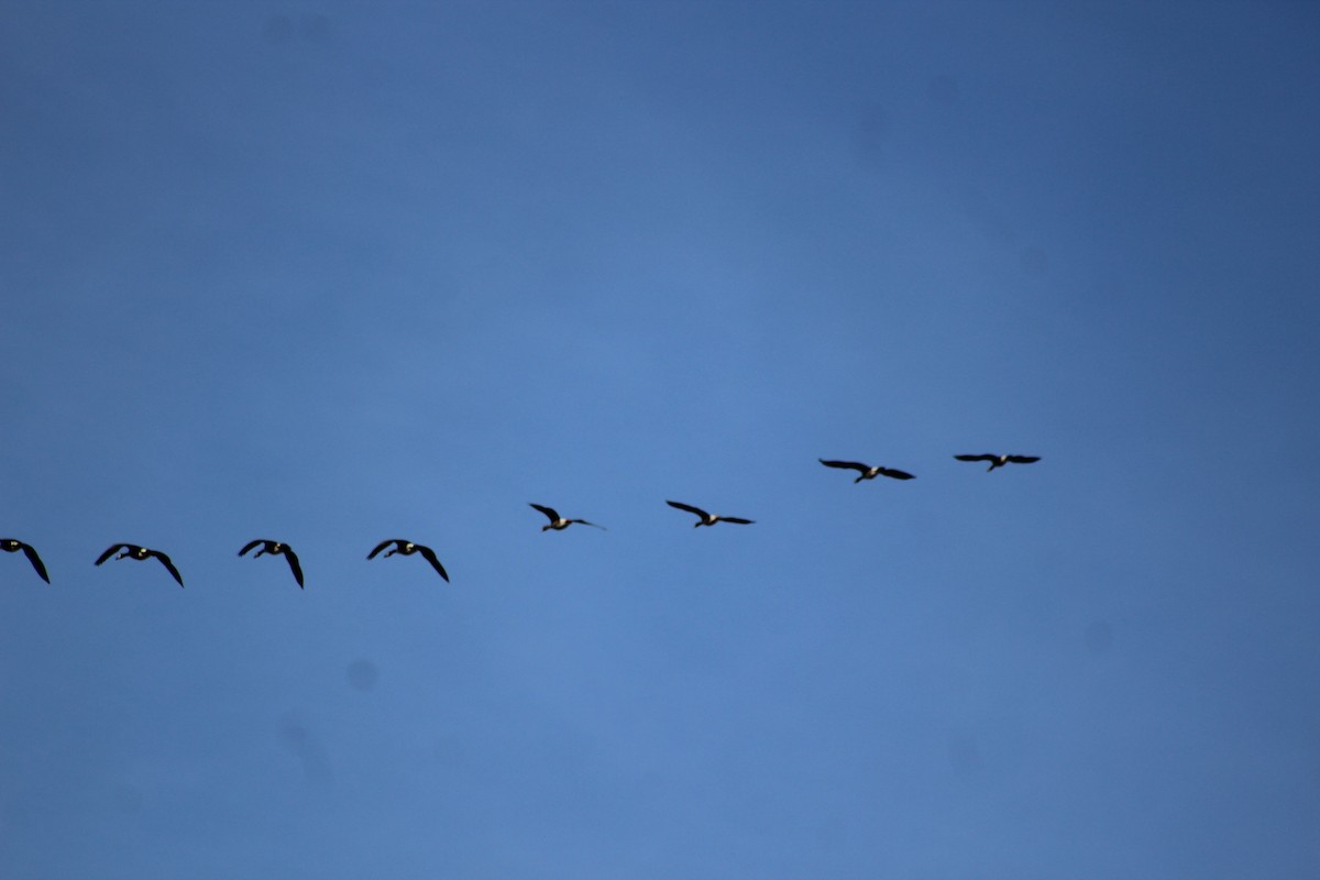 Greater White-fronted Goose - Mason Sieges