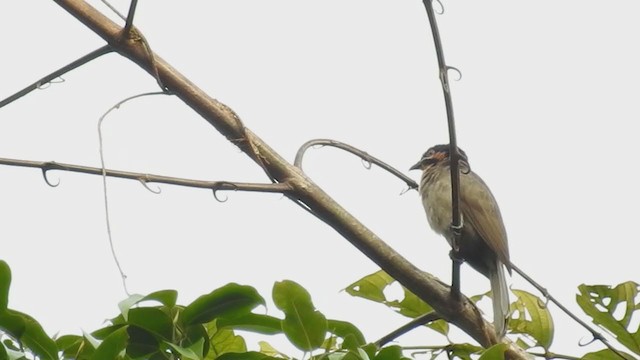 Dwarf Koel - ML215198381