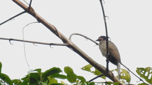 Dwarf Koel - ML215198401