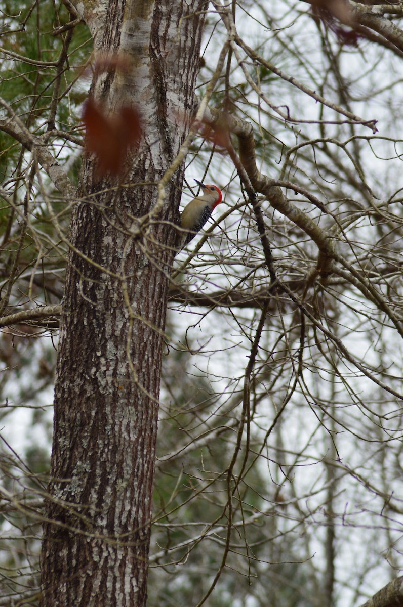 Red-bellied Woodpecker - ML215198921