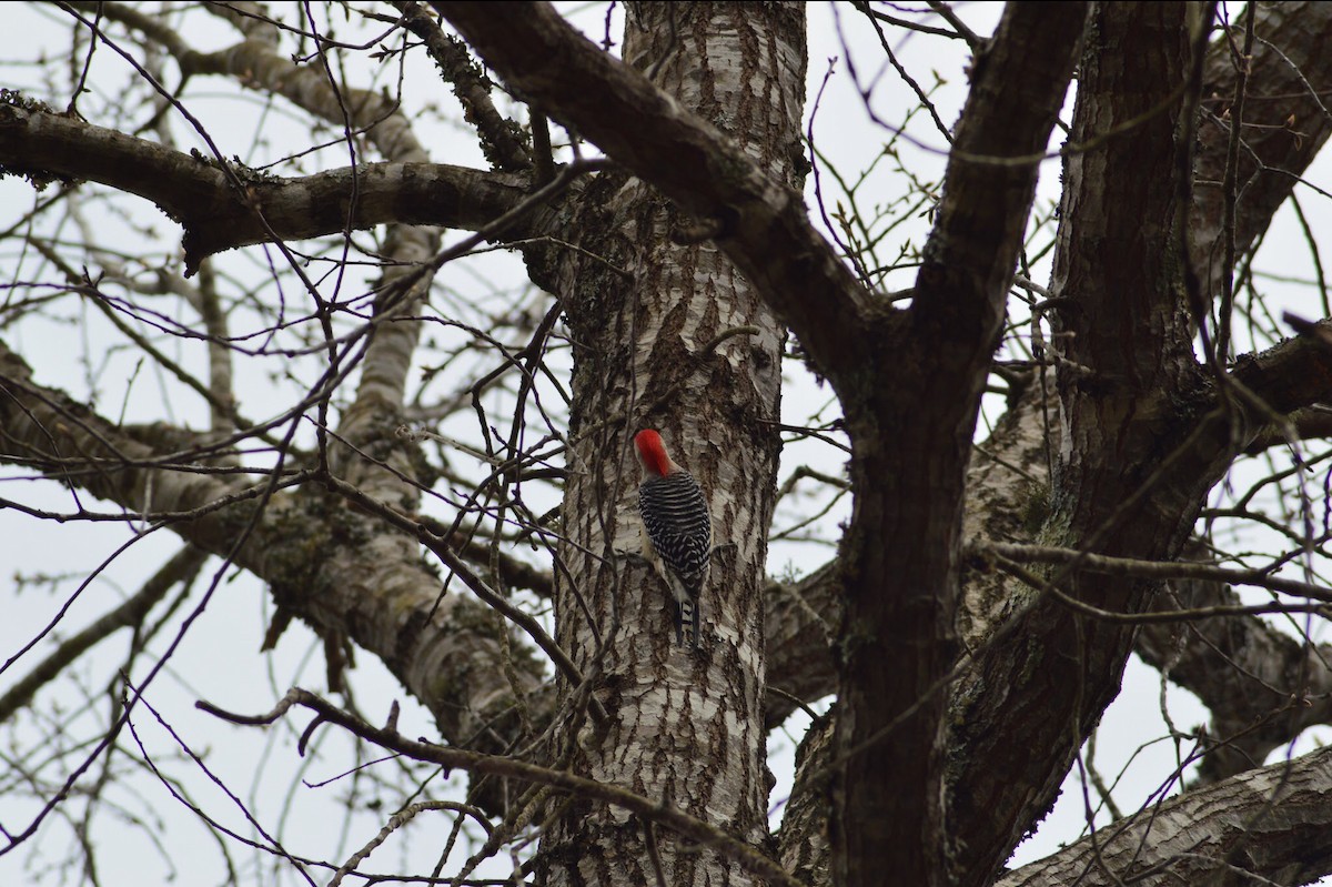 Red-bellied Woodpecker - ML215198981