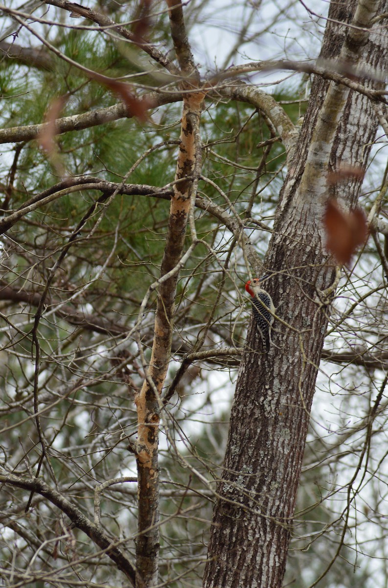 Red-bellied Woodpecker - ML215198991
