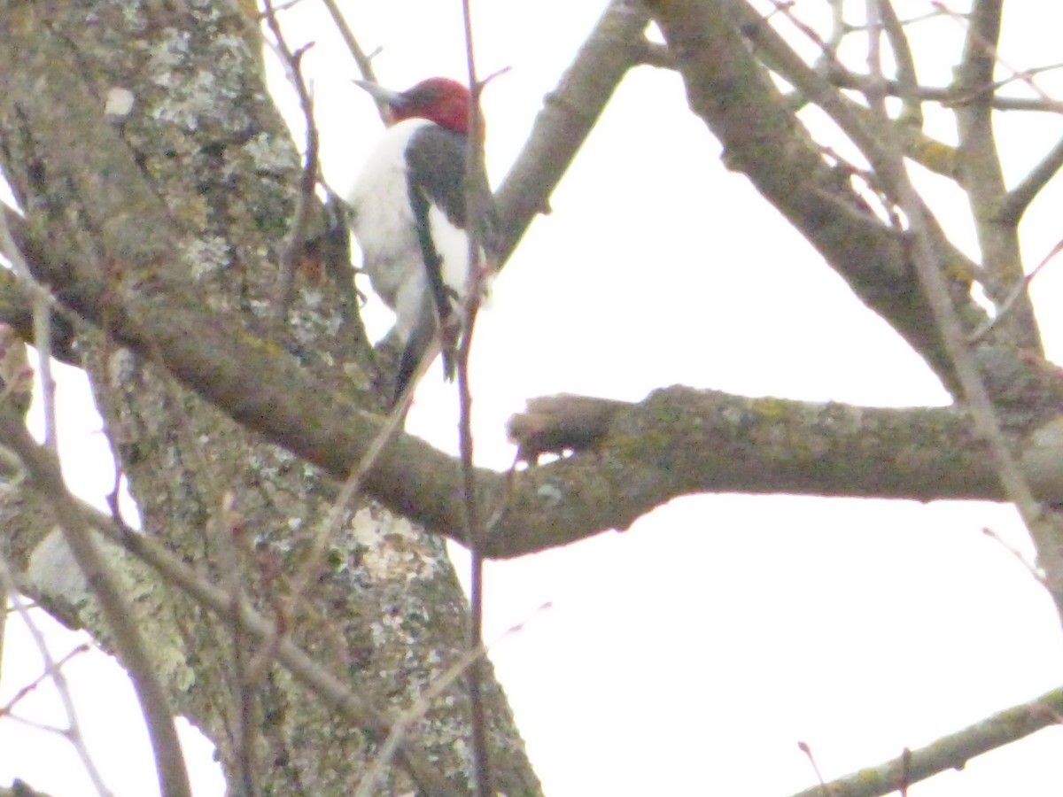 Red-headed Woodpecker - ML215199041