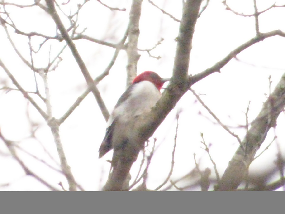 Red-headed Woodpecker - ML215199071