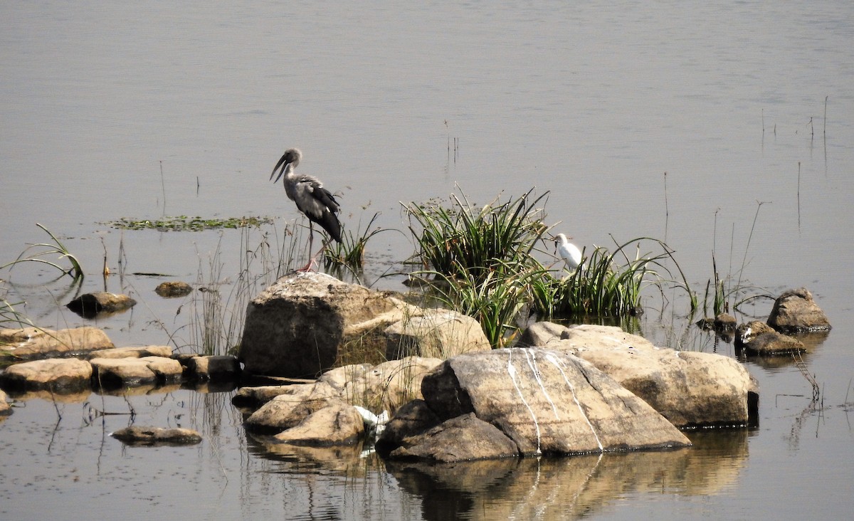 Asian Openbill - ML215201621