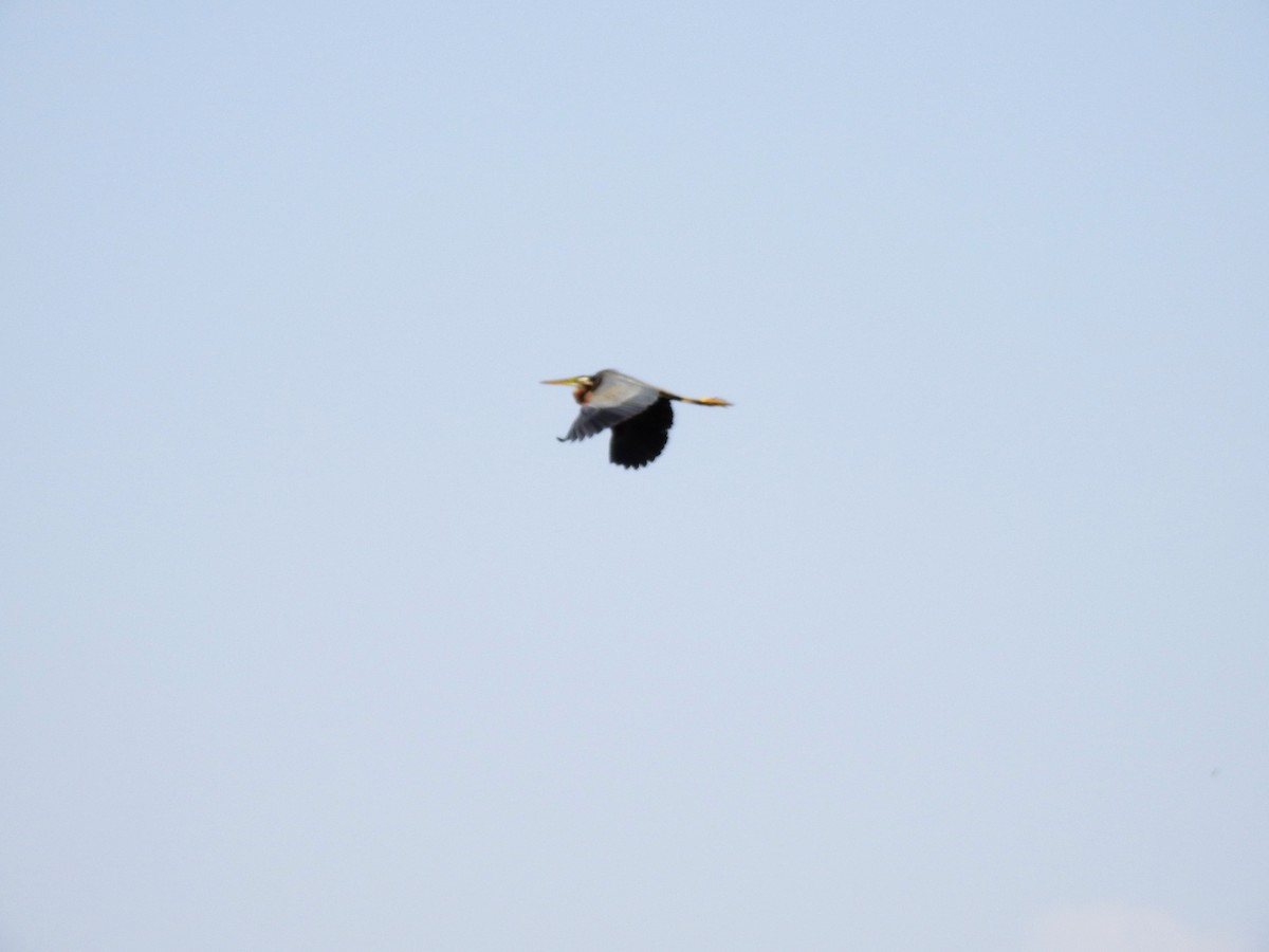Purple Heron - ML215201661