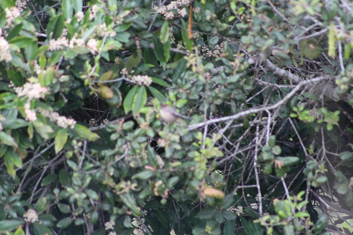 Bushtit - ML215202061