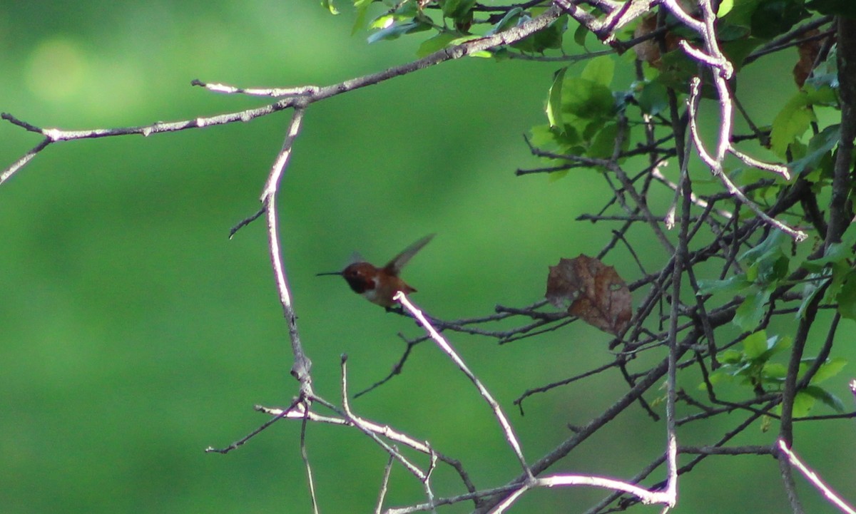 Allen's Hummingbird - ML215202891