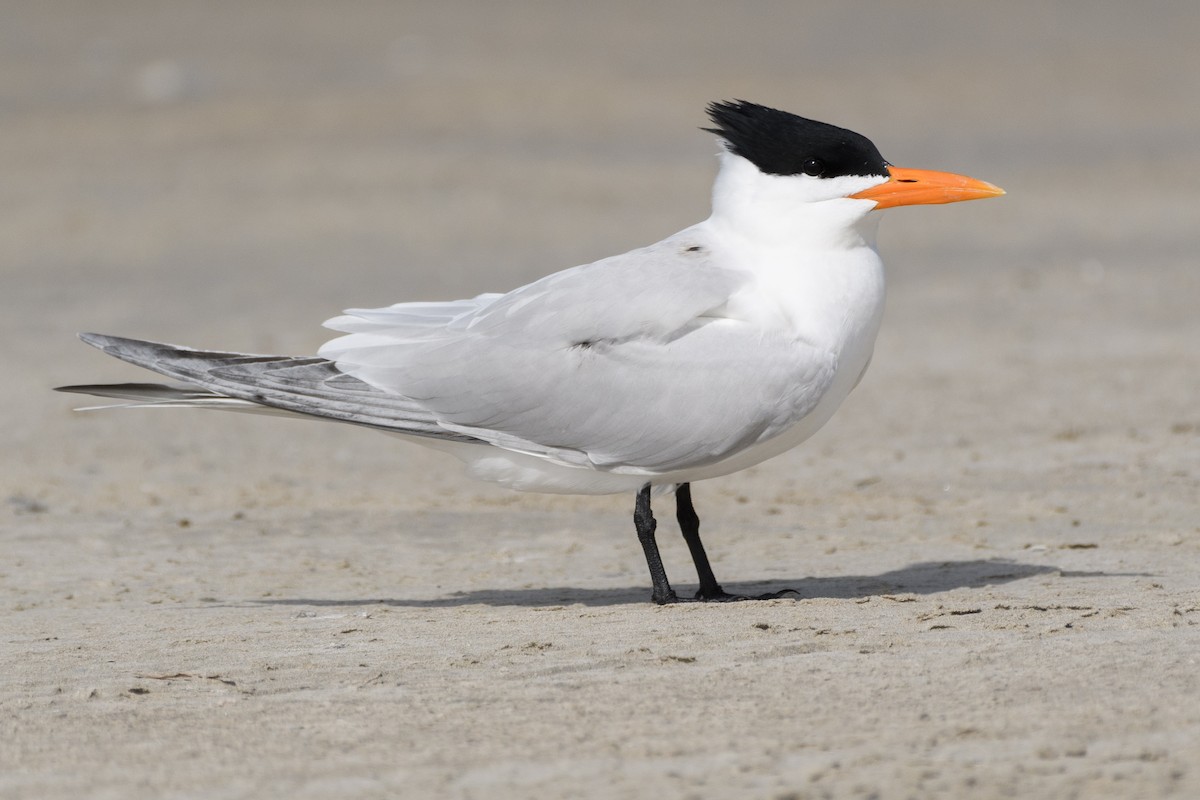 Royal Tern - ML215203311