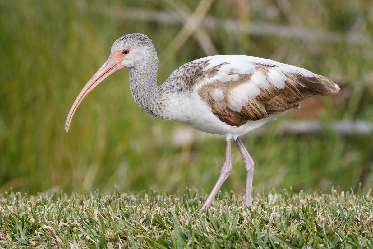 White Ibis - ML215203481