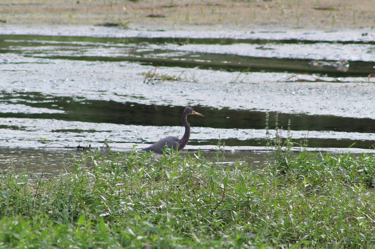 Tricolored Heron - ML215203811