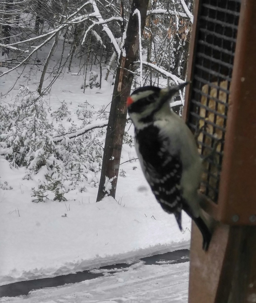 Hairy Woodpecker - Ken Milender