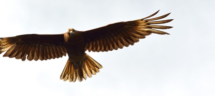 Caracara montagnard - ML215205561