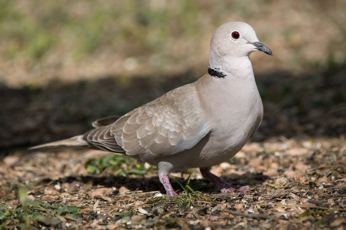 Eurasian Collared-Dove - ML215206781