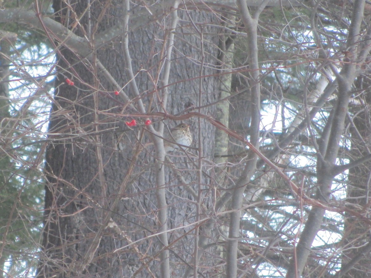 Hermit Thrush - ML21520731