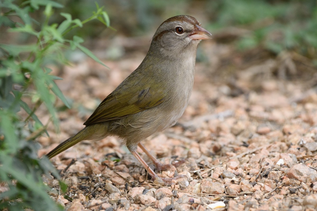 Olive Sparrow - ML215207391