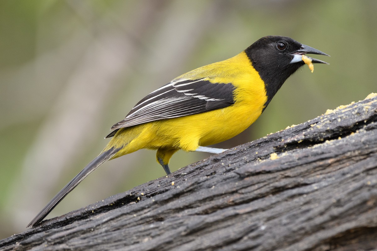 Audubon's Oriole - Darren Clark