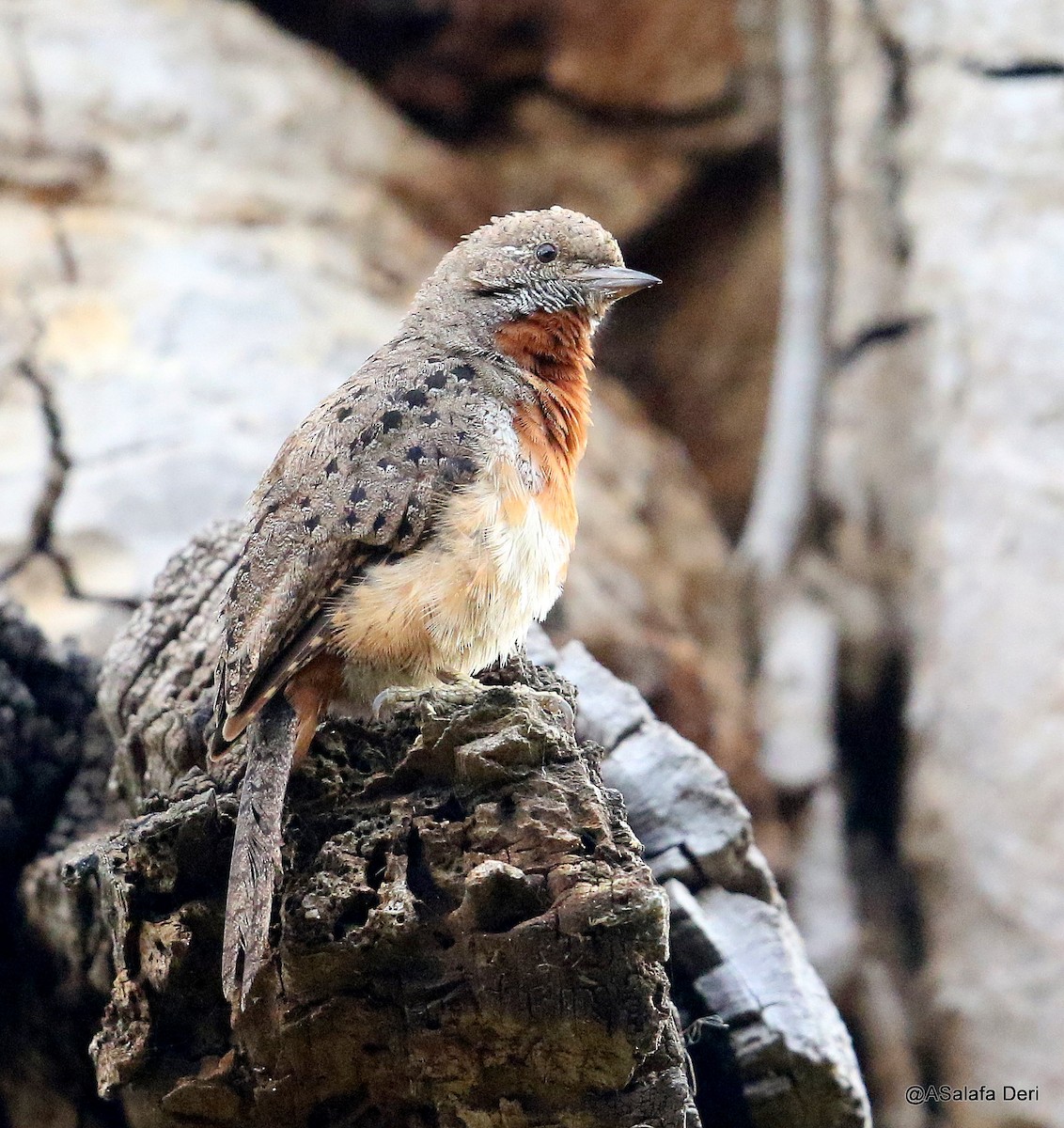 Rufous-necked Wryneck (Ethiopian) - ML215208201