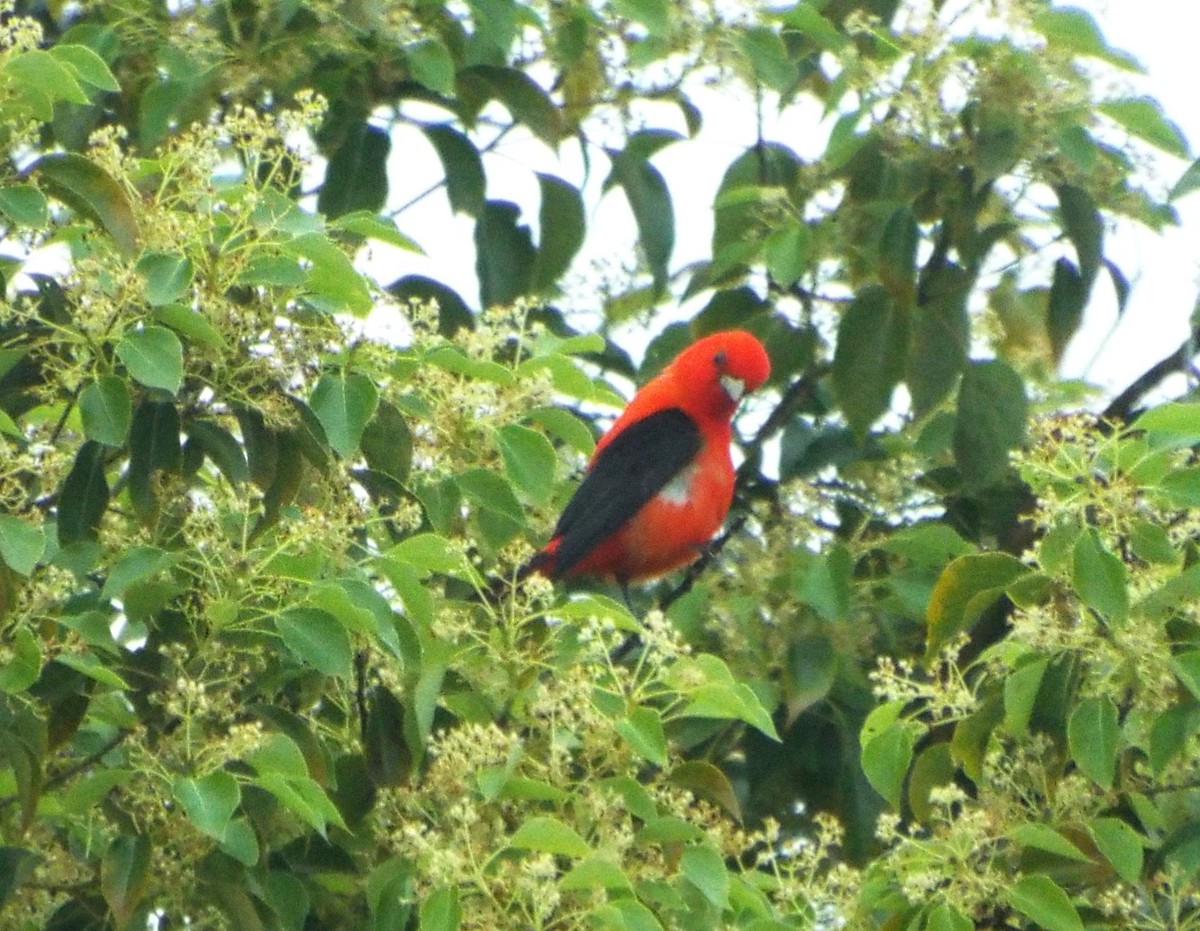 להבית ססגונית - ML21520851