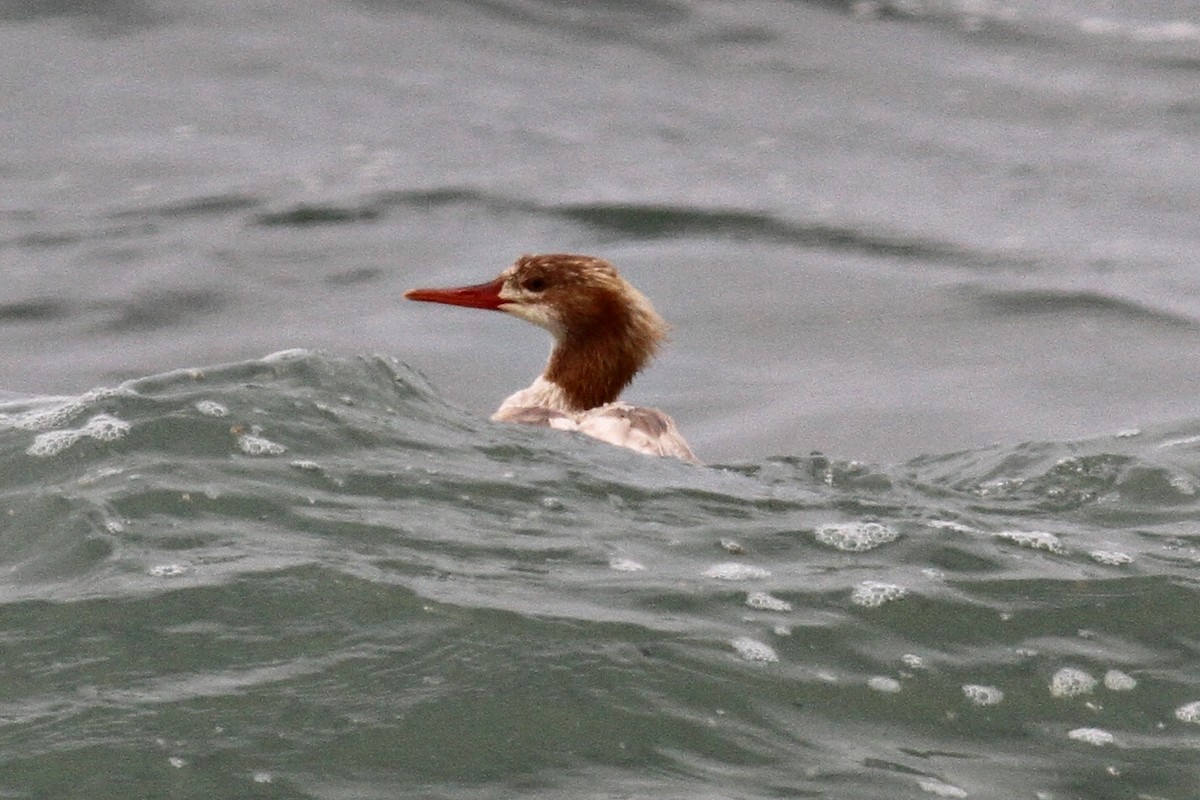 Common Merganser - ML215209441