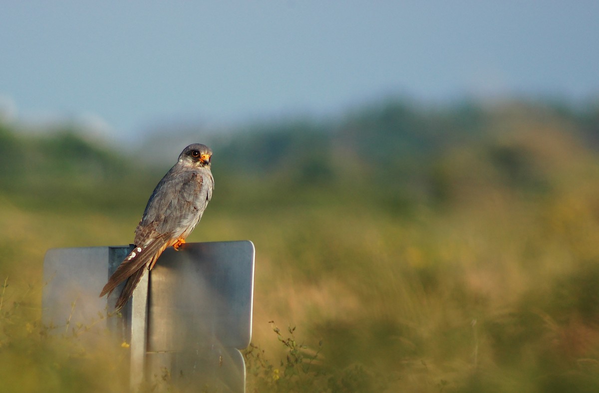 Red-footed Falcon - ML215209691