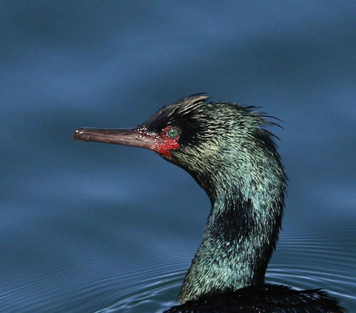 Pelagic Cormorant - ML215210611