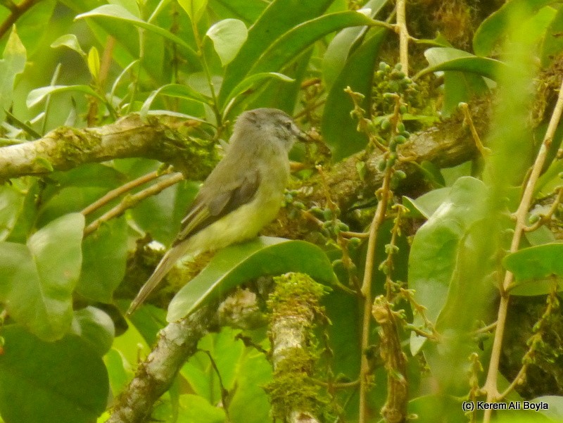 Greenish Elaenia - Kerem Ali Boyla