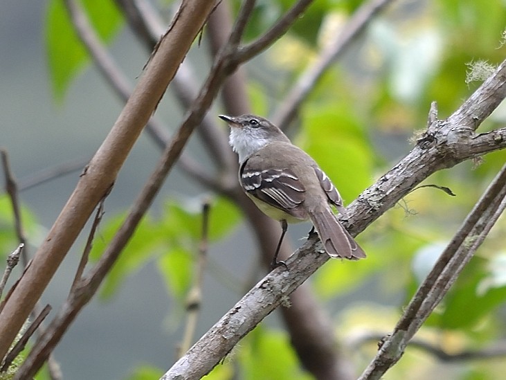 White-throated Tyrannulet - ML215211211