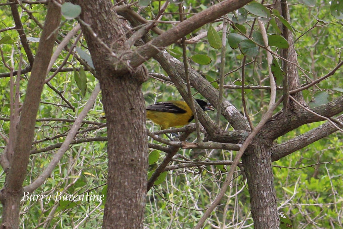 Audubon's Oriole - Barry Barentine