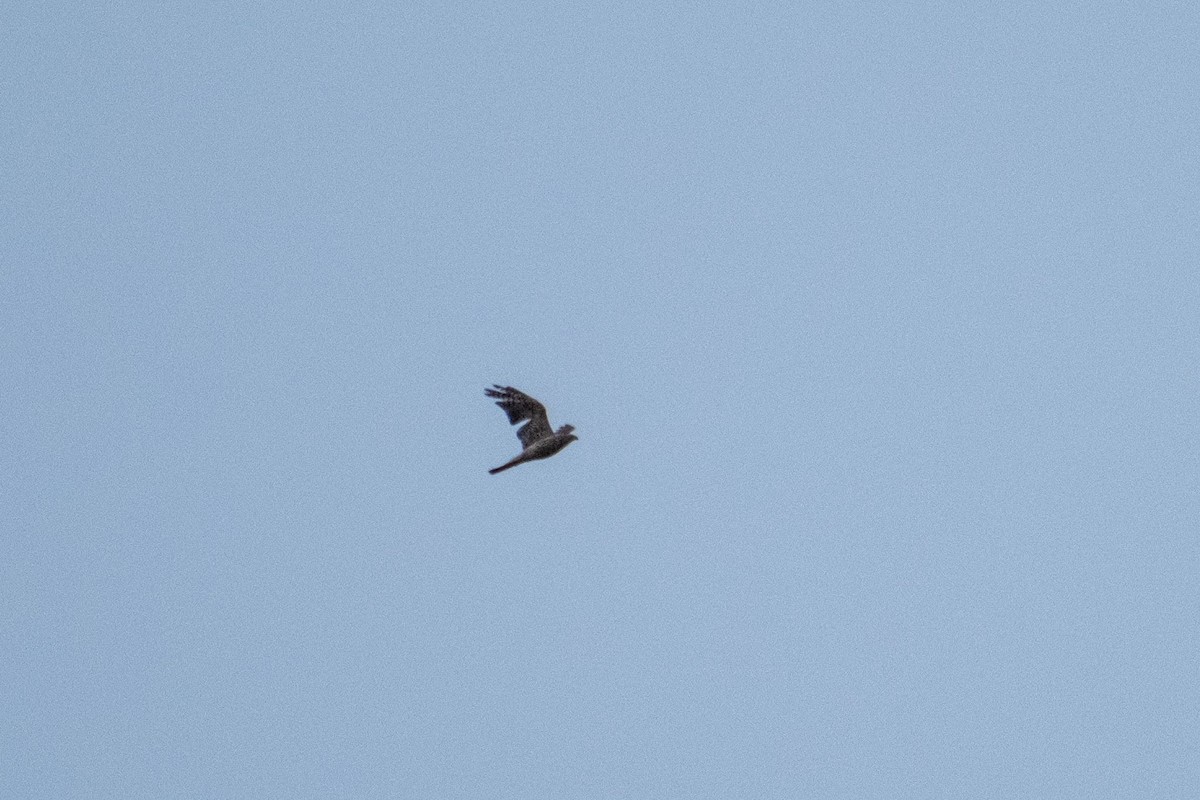 Eurasian Goshawk - Anonymous