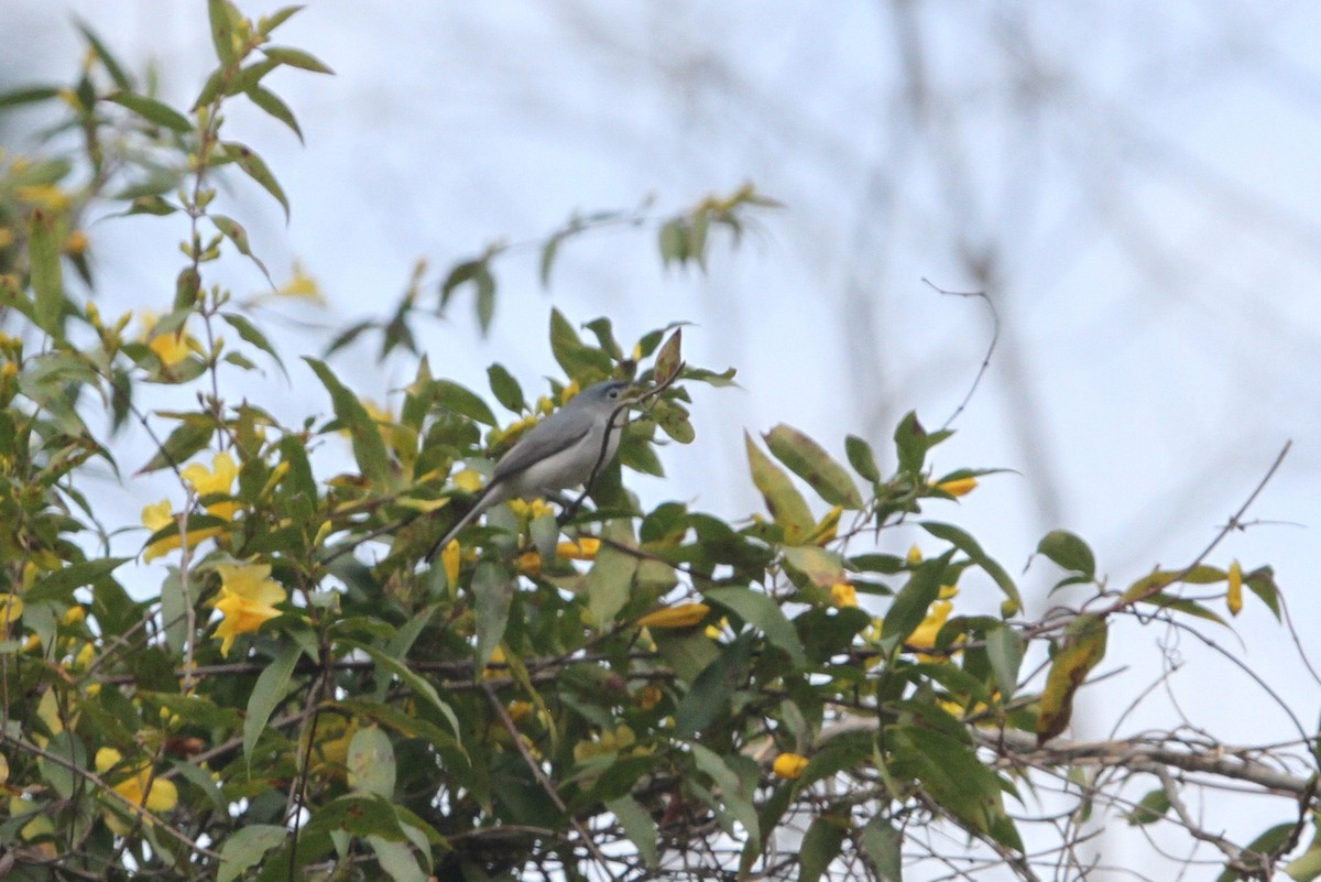 Blue-gray Gnatcatcher - ML215213761