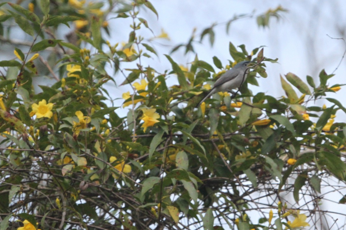 Blue-gray Gnatcatcher - ML215213791