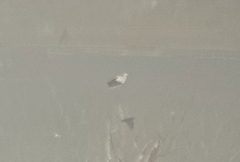 White Stork - ML215213991