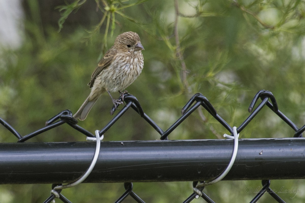 House Finch - Lucien Lemay