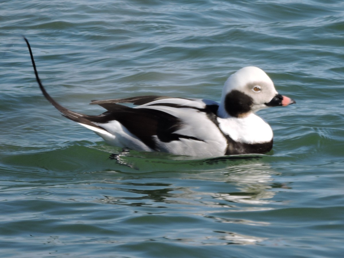 Long-tailed Duck - ML215215891