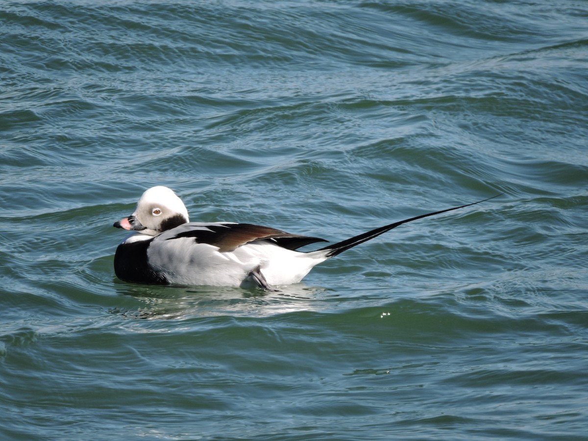 Long-tailed Duck - ML215216671