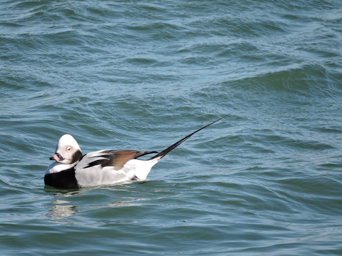 Long-tailed Duck - ML215216771