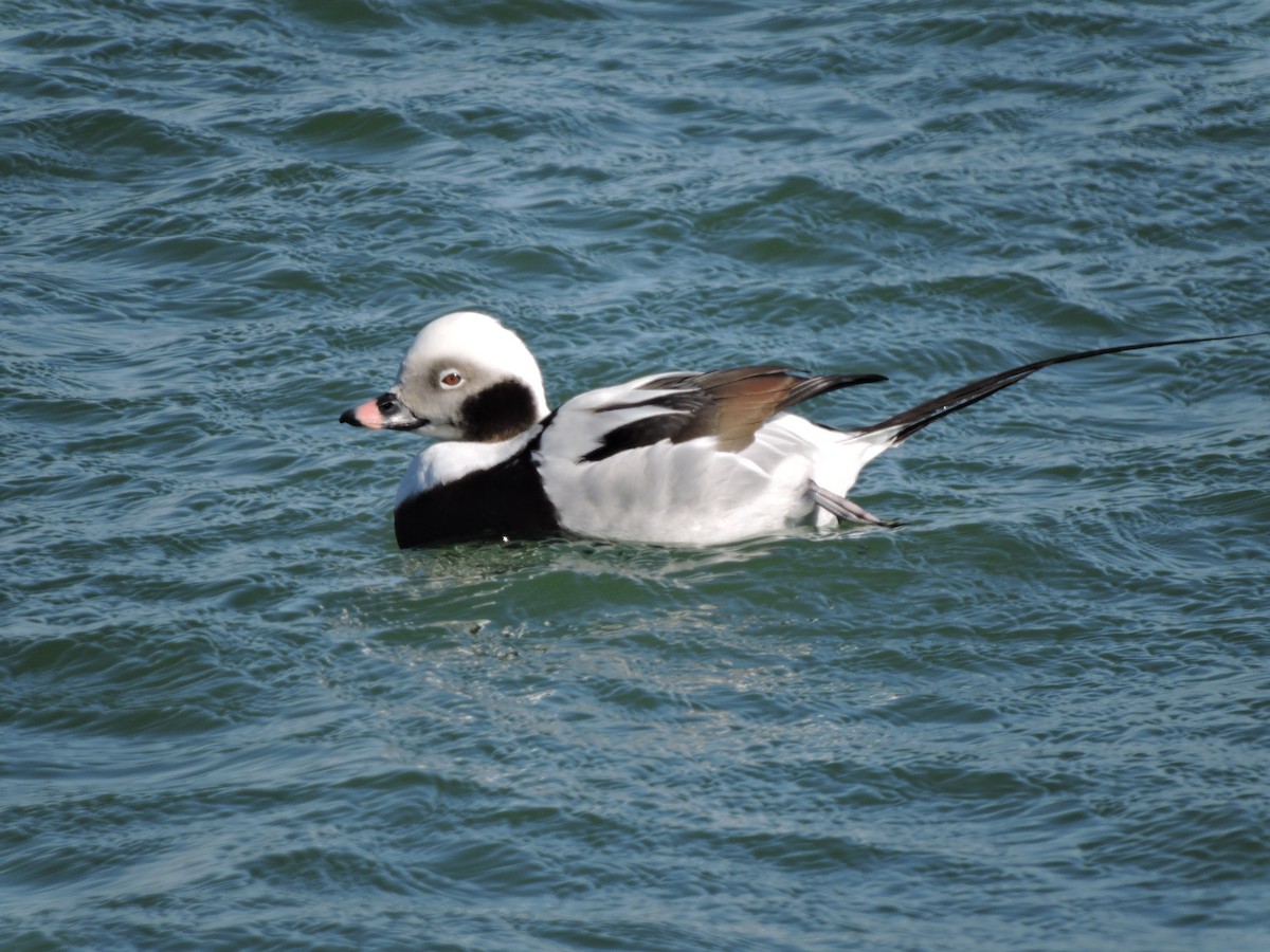 Long-tailed Duck - ML215216901