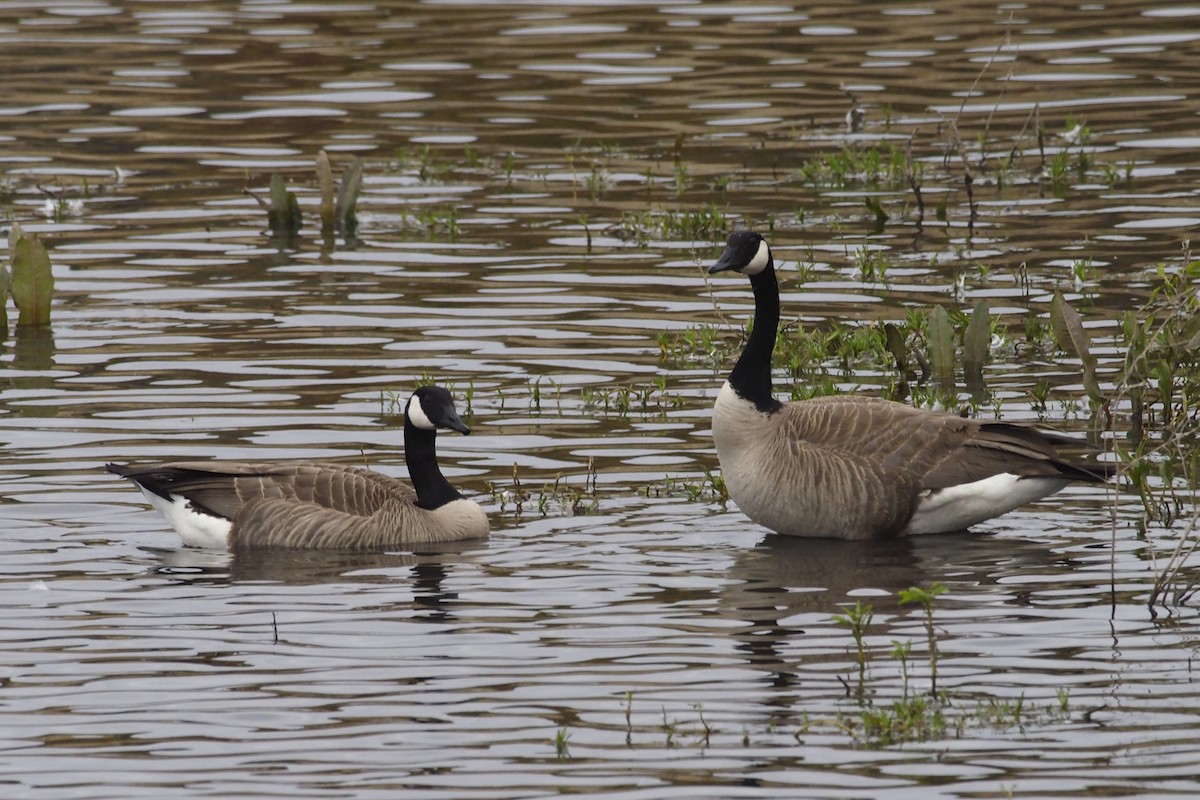 Canada Goose - ML215218031