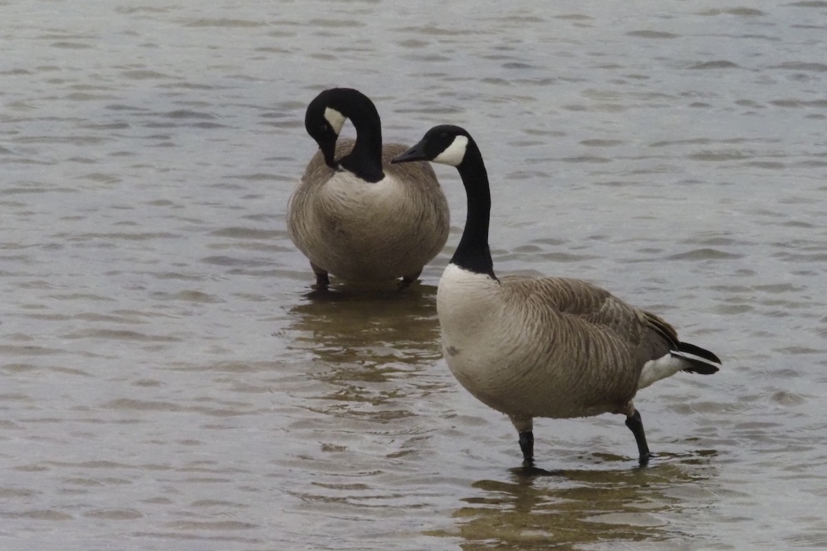 Canada Goose - Donna Pomeroy