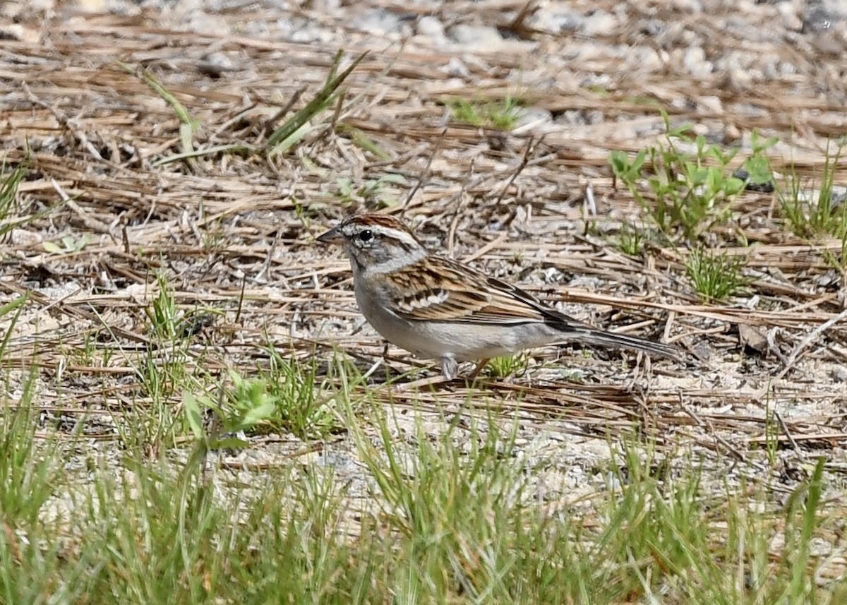 Chipping Sparrow - Joe Wujcik