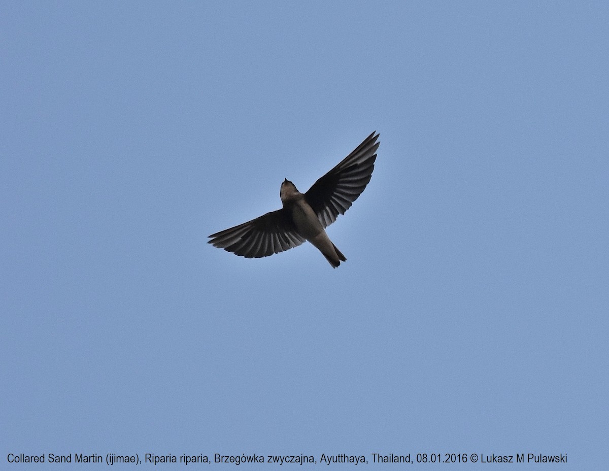 Bank Swallow - ML215218681