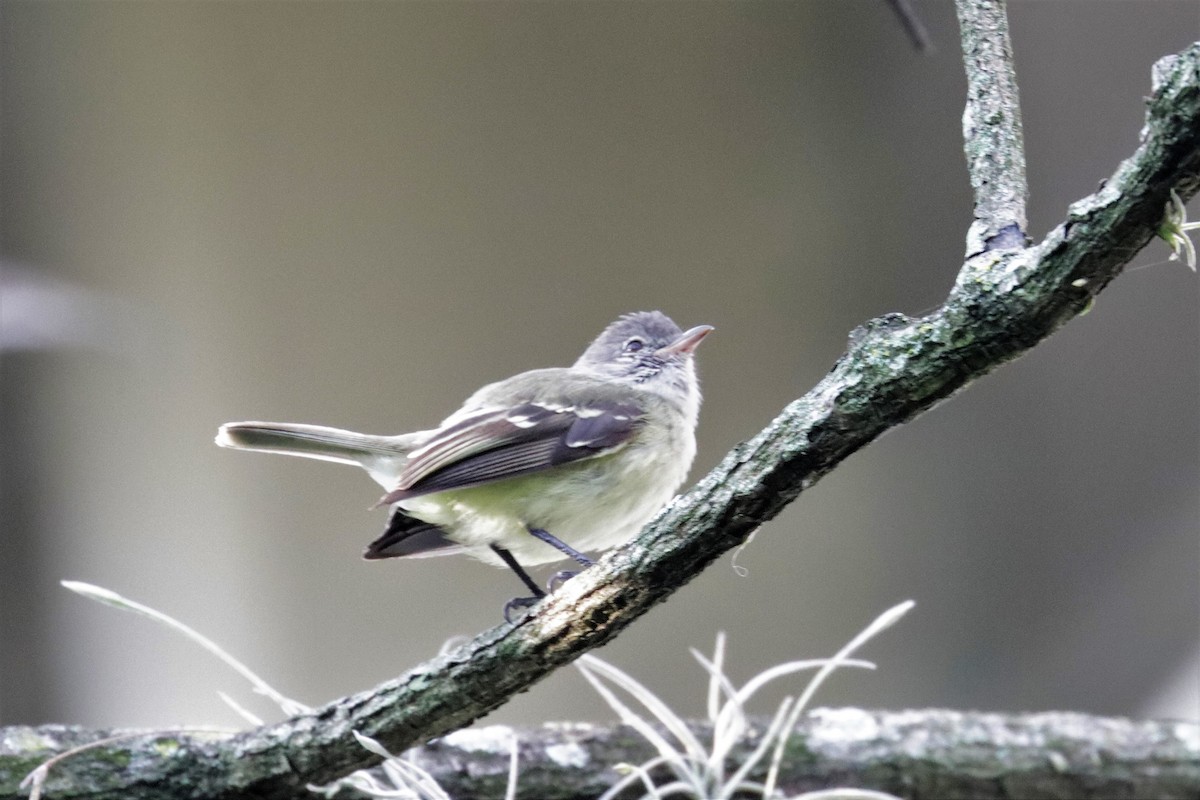 Southern Beardless-Tyrannulet - ML215219071