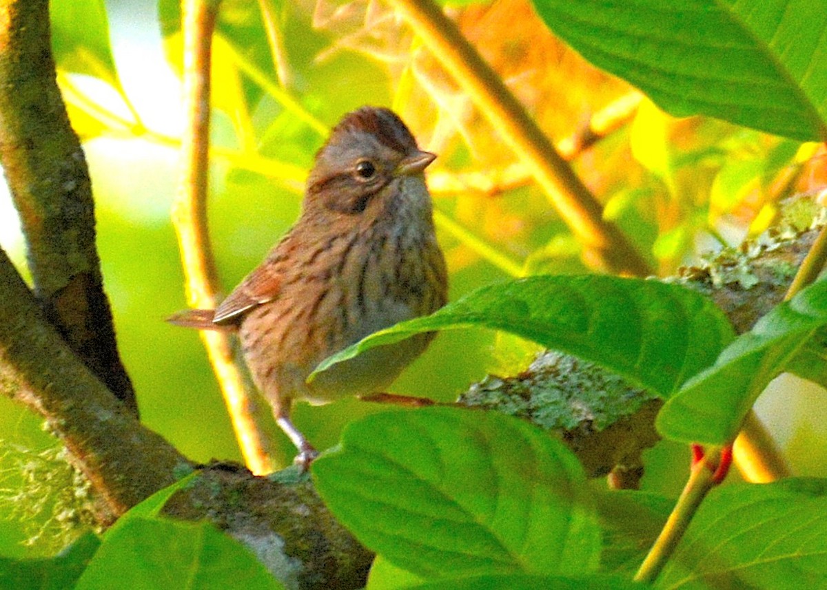 Lincoln's Sparrow - ML215219861