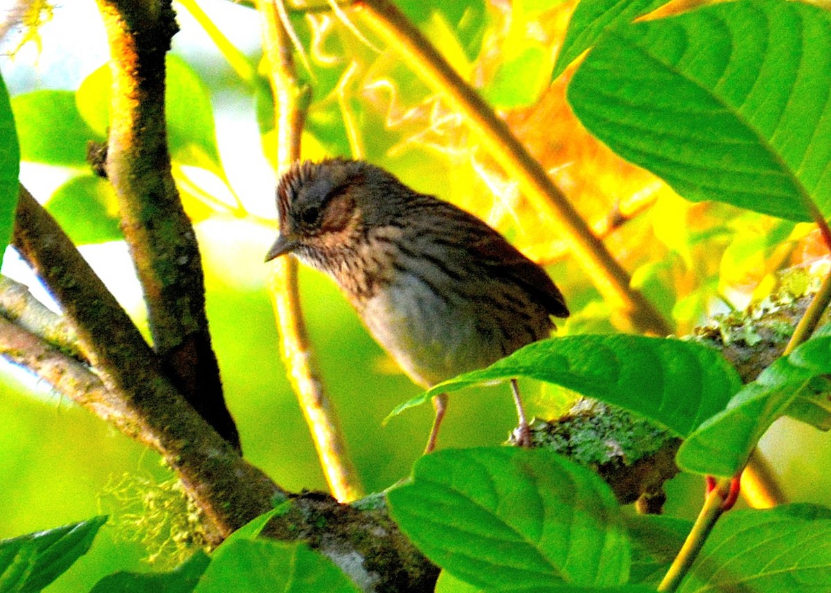 Lincoln's Sparrow - ML215219871