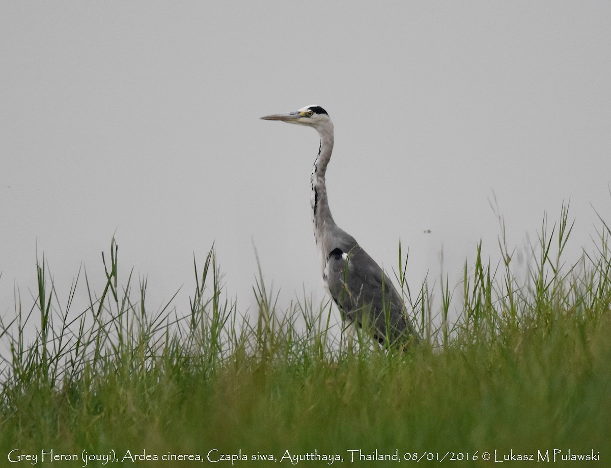 Gray Heron - ML215220681