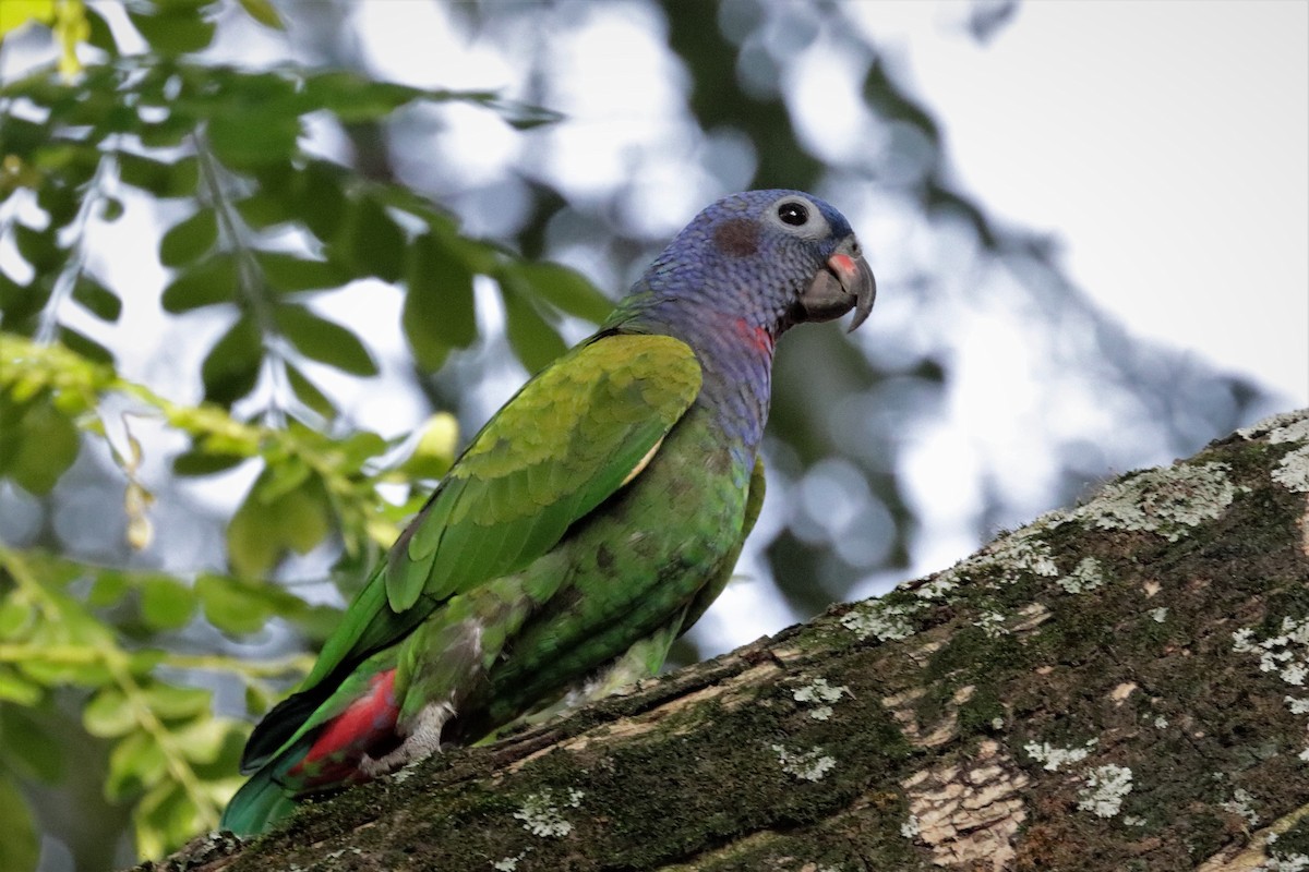 Blue-headed Parrot - Francisco J. Ordonez M.